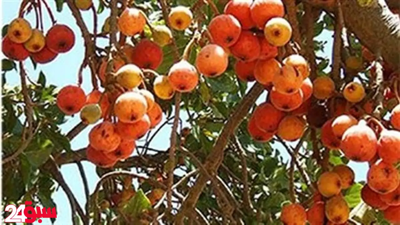 الجميز كنز صحي لا يعرفه الكثيرون: فاكهة رخيصة بفوائد علاجية مذهلة